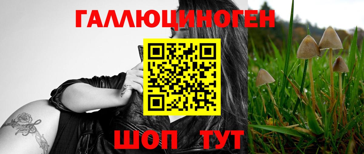 Галлюциногенные грибы Psilocybine cubensis  Вход с VPN  Советск 